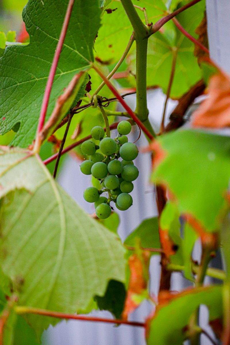 グリーンハーモニー株式会社 - Image 12