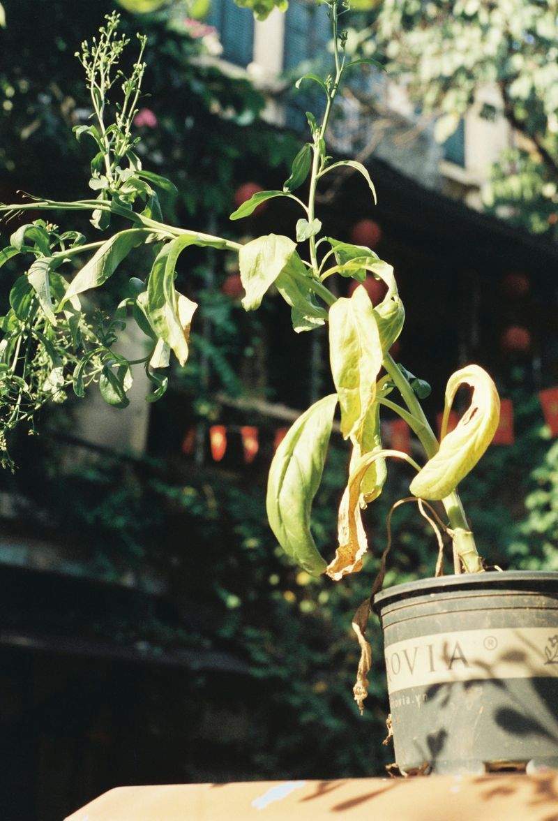 季節の花壇プランニング